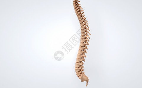 人体脊柱的脊椎骨高清图片