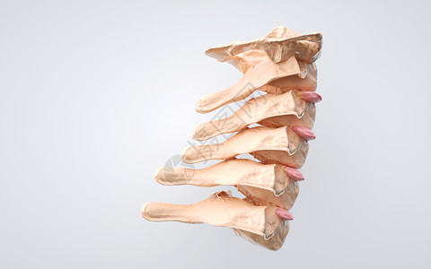 人体颈椎结构图片