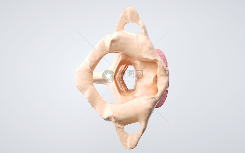 人体颈椎顶部结构图片