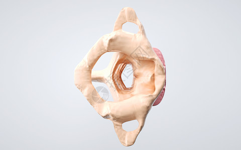 人体颈椎顶部结构图片