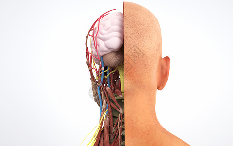 头向后人体头部后剖面结构设计图片