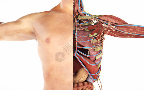 人体胸部剖面结构背景图片