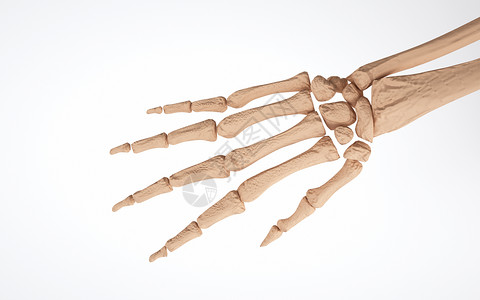 人体手掌关节结构高清图片