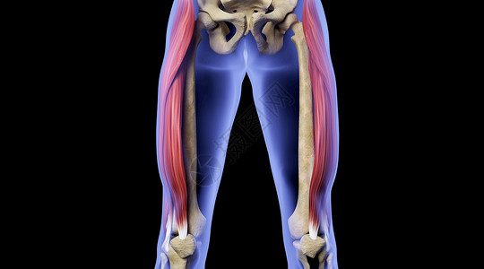 左侧股骨X光人体骨骼肌肉场景设计图片