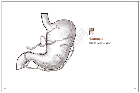 胃部结构腹部器官胃外部结构前面观医疗插画插画