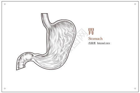 腹部器官胃部结构内面观医疗插画插画