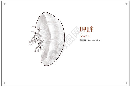 腹部器官脾脏结构前面观医疗插画背景图片