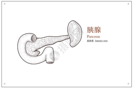 部分模糊腹部器官胰腺结构前面观医疗插画插画