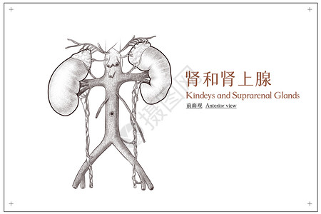 肾部保养腹部器官肾和肾上腺前面观医疗插画插画