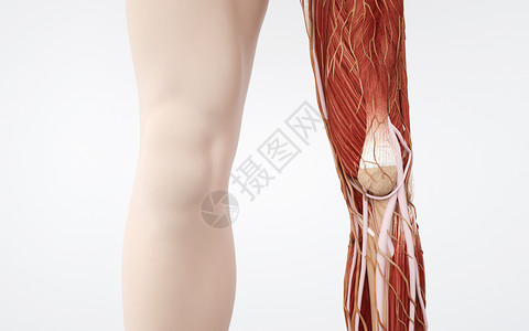 剖面人体腿部肌肉组织设计图片