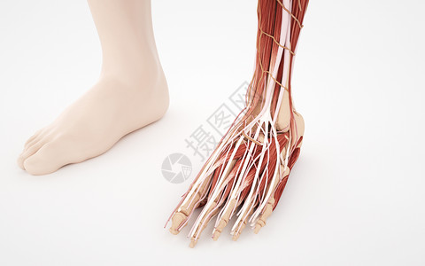 脚特写人体脚部结构肌肉组织设计图片