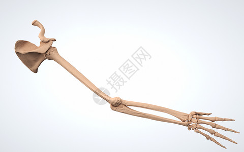 人体上肢结构骨骼设计图片
