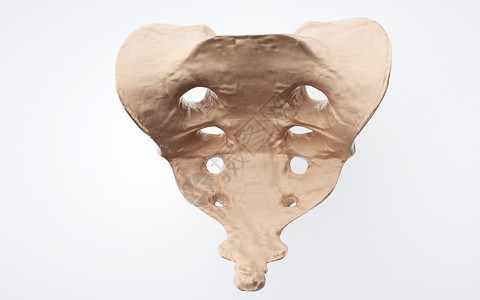 人体骶骨尾骨图片