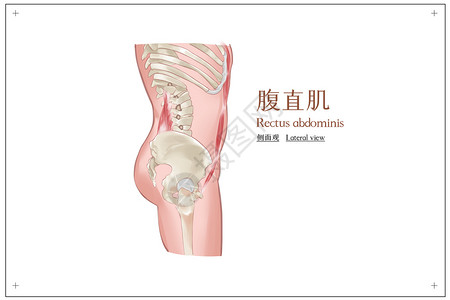 腹部健身腹直肌侧面观医疗插画插画