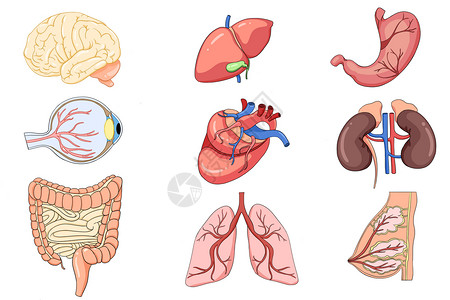 乳腺素材人体器官手绘合集插画