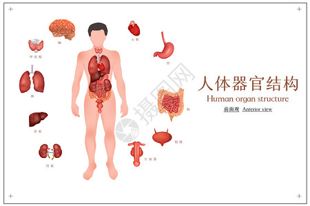 医用海报人体器官结构插画图插画