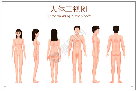 亚洲男人人体三视图图片插画