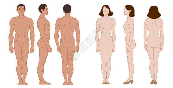 男女人体三视图插画图片