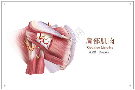 斜肩部肌肉深层观医疗插画插画