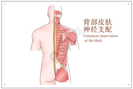 后背背部皮肤神经支配医疗插画插画