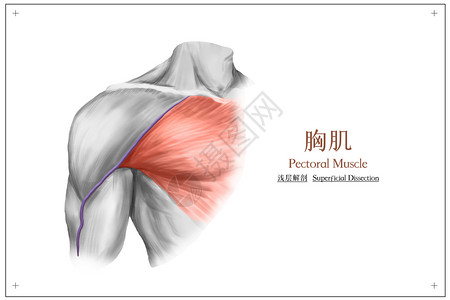 肩部按摩胸肌浅层解剖医疗插画插画
