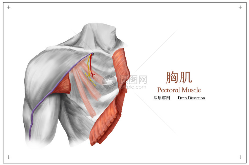 胸肌深层解剖医疗插画图片