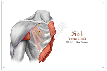 胸肌深层解剖医疗插画高清图片