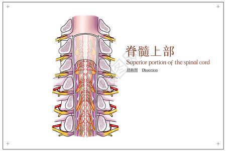 人体后背脊髓上部剖面图医疗插画插画