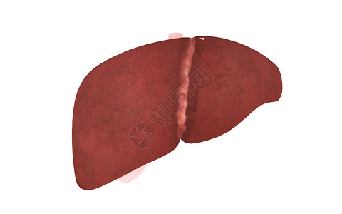 人体肝脏器官背景图片