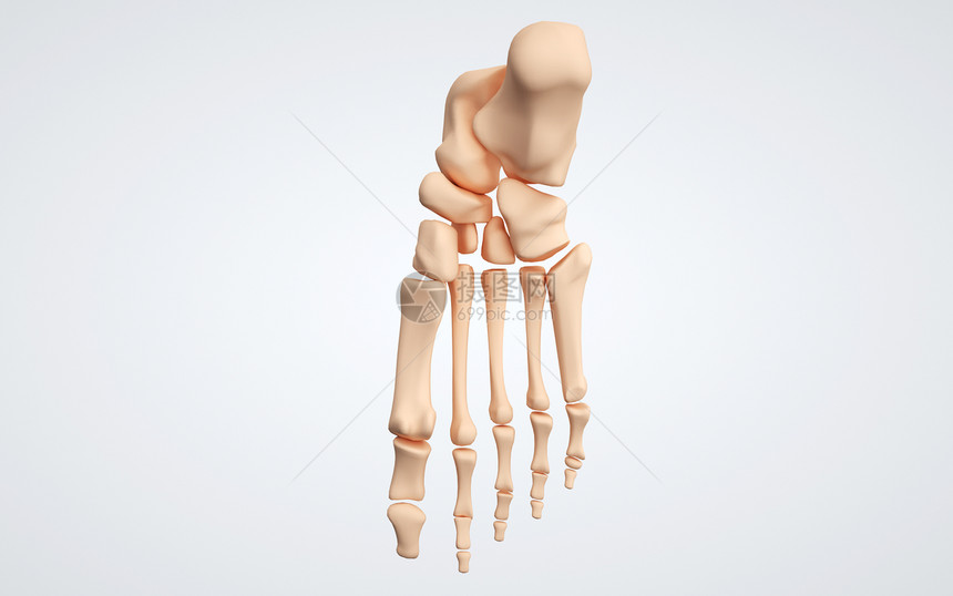 人体下肢足骨图片