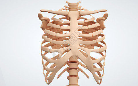 人体胸壁骨骼高清图片