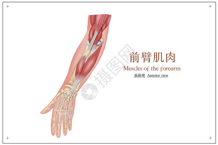 前臂肌肉医疗插画背景图片