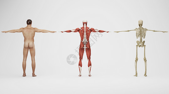 人体骨骼肌肉场景高清图片