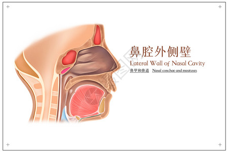 人体鼻子内部结构鼻腔外侧壁鼻甲和鼻道医疗插画插画