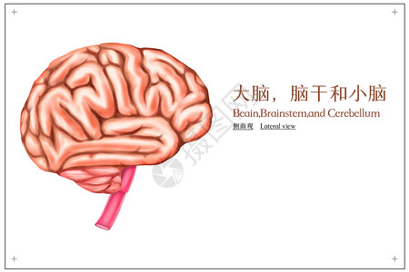 大脑脑干和小脑侧面观医疗插画高清图片
