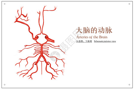 肝动脉大脑的动脉示意图和下面观医疗插画插画