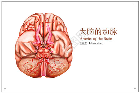 大脑的动脉下面观医疗插画高清图片