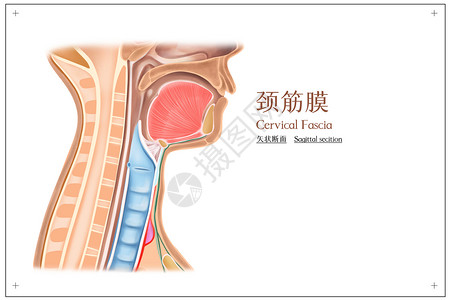 颈筋膜矢状断面医疗插画高清图片