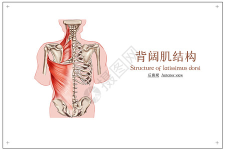 盆底肌训练背阔肌人体骨骼肌医疗插画插画