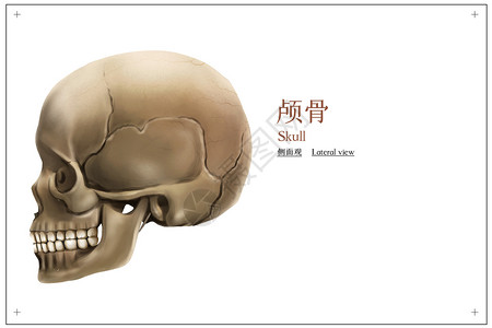人类的牙齿颅骨侧面观医疗插画插画