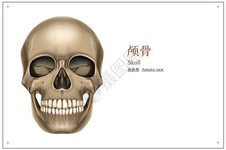 人类骨骼颅骨前面观医疗插画插画