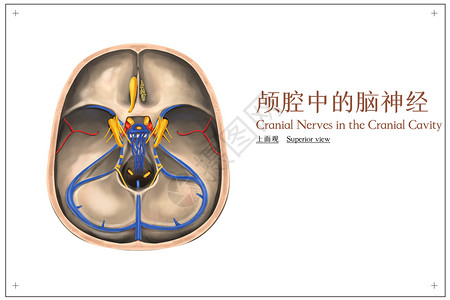 颅腔中的脑神经上面观医疗插画高清图片