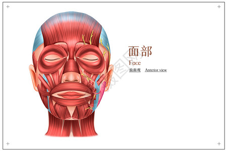 筋膜层面部前面观医疗插画插画