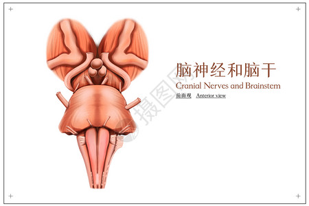 脑神经和脑干前面观医疗插画背景图片