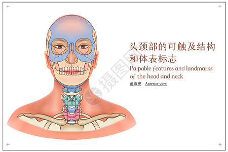 头颈部的可触及结构和体表标志前面观医疗插画高清图片