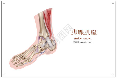 髋骨骨折骨骼医疗医学插画插画