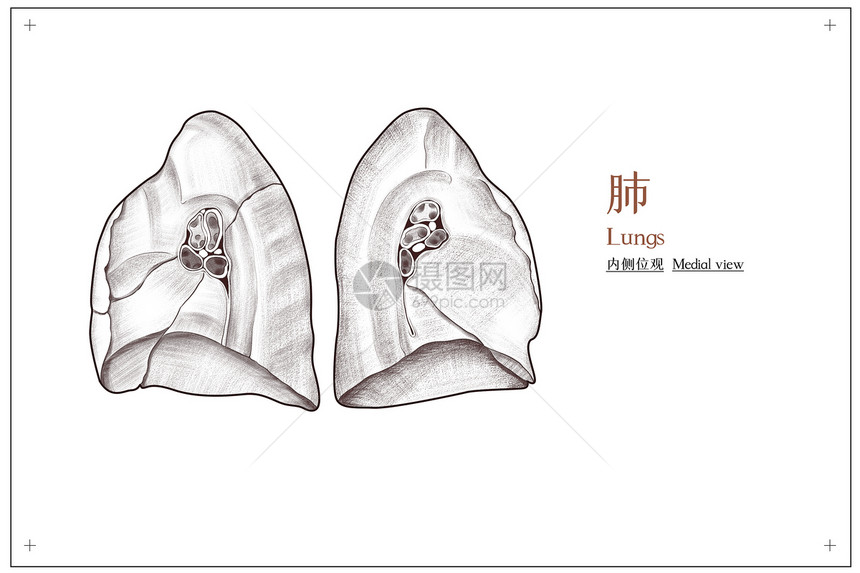 胸部器官肺部内侧位观医疗插画图片