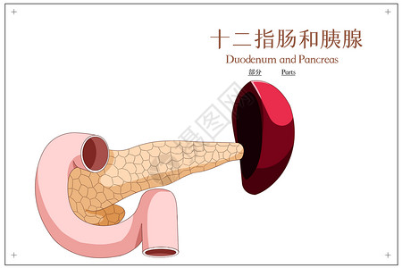 部分图像十二指肠和胰腺部分医疗插画插画