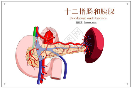 腹腔十二指肠和胰腺前面观医疗插画插画