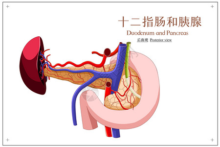 胰腺结构十二指肠和胰腺后面观医疗插画插画